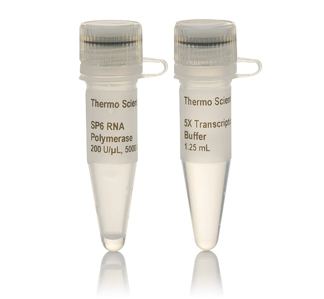 Thermo Fisher Scientific SP6 RNA Polymerase, HC (≥100 U/μL)