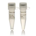 Thermo Fisher Scientific SP6 RNA Polymerase, HC (≥100 U/μL)