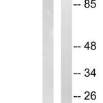 Merck Anti-TIMP1 antibody produced in rabbit