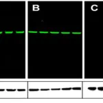Thermo Fisher Scientific Goat anti-Mouse IgG (H+L) Superclonal Secondary Antibody, Alexa Fluor 790