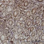 Merck MONOCLONAL ANTI-SENP6