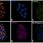 Thermo Fisher Scientific Goat anti-Armenian Hamster IgG (H+L) Highly Cross-Adsorbed Secondary Antibody, Alexa Fluor 568