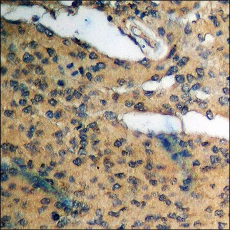 Merck Anti-phospho-Cyclin D1 (pThr286) antibody produced in rabbit