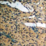 Merck Anti-phospho-Cyclin D1 (pThr286) antibody produced in rabbit