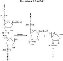 Merck RIBONUCLEASE A, CHROMATOGRAPHICALLY