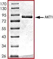 Merck AKT1, ACTIVE, GST TAGGED, HUMAN