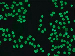Merck ANTI-HUMAN IGG (FC SPECIFIC) FITC      &