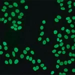 Merck ANTI-HUMAN IGG (FC SPECIFIC) FITC &