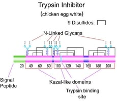Merck TRYPSIN INHIBITOR TYPE III-O