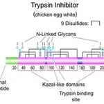 Merck TRYPSIN INHIBITOR TYPE III-O