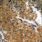 Merck Anti-phospho-Catenin-beta (pThr41/Ser45) antibody produced in rabbit