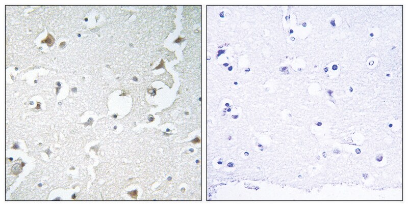 Merck Anti-JIP1 antibody produced in rabbit