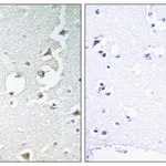 Merck Anti-JIP1 antibody produced in rabbit