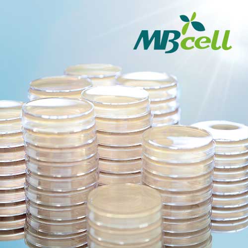 Kisanbio CN (Cetrimide) Agar Plate / MB-C2137-P50