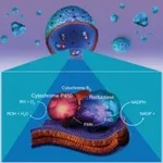 Merck CYPEXPRESS(TM) 2C9