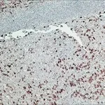 Merck ANTI-RABBIT IGG (GAMMA-CHAIN SPECIFIC)