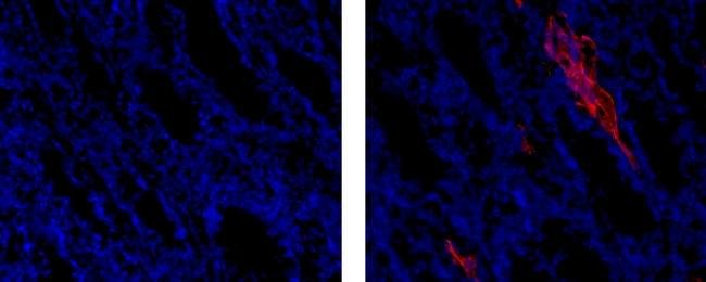 Thermo Fisher Scientific Mouse anti-Rat IgG1 Secondary Antibody, eFluor 615, eBioscience
