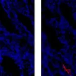 Thermo Fisher Scientific Mouse anti-Rat IgG1 Secondary Antibody, eFluor 615, eBioscience