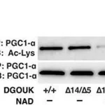 Thermo Fisher Scientific Goat anti-Rabbit IgG (H+L) Secondary Antibody, HRP