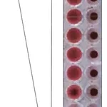 Merck LECTIN FROM ULEX EUROPEUS-GORSE