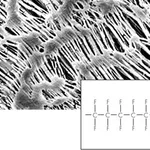 Hydrophobic PTFE Membrane Filters