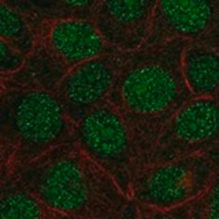 Merck Anti-FAM90A1 antibody produced in rabbit