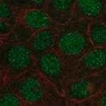 Merck Anti-FAM90A1 antibody produced in rabbit