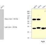 Thermo Fisher Scientific Goat anti-Human IgG Fab Superclonal Secondary Antibody, HRP