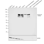 Thermo Fisher Scientific Mouse anti-Human IgG (H+L) Cross-Adsorbed Secondary Antibody, HRP