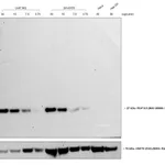 Thermo Fisher Scientific Donkey anti-Mouse IgG (H+L) Cross-Adsorbed Secondary Antibody, HRP
