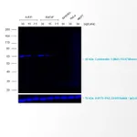 Thermo Fisher Scientific Rabbit anti-Mouse IgG (H+L) Cross-Adsorbed Secondary Antibody, Alexa Fluor 680