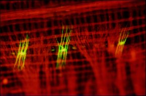Merck TRITC CONJUGATE-GOAT ANTI-MOUSE IGG