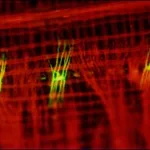 Merck TRITC CONJUGATE-GOAT ANTI-MOUSE IGG