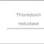 Merck THIOREDOXIN REDUCTASE FROM RAT LIVER&