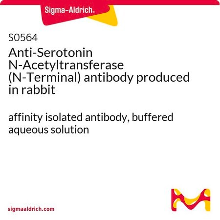 Merck Anti-Serotonin N-Acetyltransferase (N-Terminal) antibody produced in rabbit