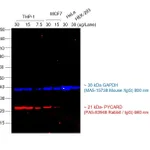 Thermo Fisher Scientific Goat anti-Rabbit IgG (H+L) Cross-Adsorbed Secondary Antibody, Alexa Fluor 660