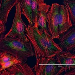 Thermo Fisher Scientific Goat anti-Mouse IgG (H+L) Highly Cross-Adsorbed Secondary Antibody, FITC