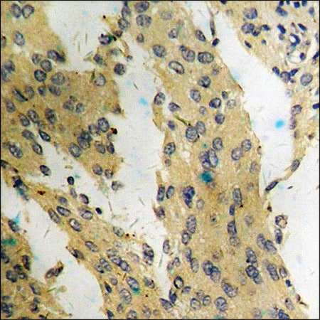 Merck Anti-phospho-mTOR (pSer2448) antibody produced in rabbit