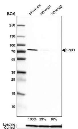 Merck Anti-SNX1 antibody produced in rabbit