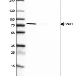 Merck Anti-SNX1 antibody produced in rabbit