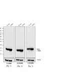 Thermo Fisher Scientific Goat anti-Mouse IgG (H+L) Secondary Antibody, Biotin