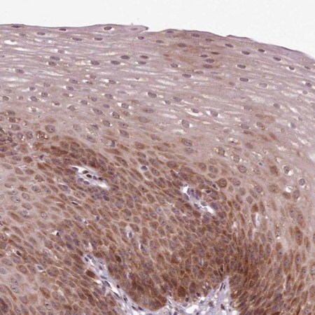 Merck Anti-ENSA antibody produced in rabbit