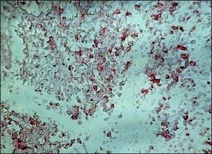 Merck ANTI-GOAT IGG (WHOLE MOLECULE)