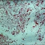 Merck ANTI-GOAT IGG (WHOLE MOLECULE)