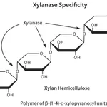 Merck Xylanase from Trichoderma viride