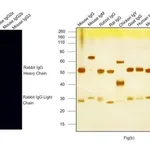 Thermo Fisher Scientific Goat anti-Rabbit IgG (H+L) Cross-Adsorbed Secondary Antibody, DyLight 680