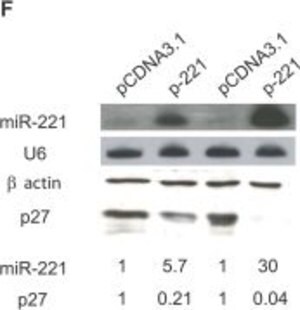 Merck ANTI-ACTIN ANTIBODY PRODUCED IN RABBIT
