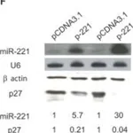 Merck ANTI-ACTIN ANTIBODY PRODUCED IN RABBIT