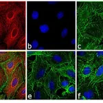 Thermo Fisher Scientific Goat anti-Rat IgG (H+L) Cross-Adsorbed Secondary Antibody, DyLight 594