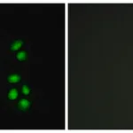 Merck Anti-EXO1 antibody produced in rabbit